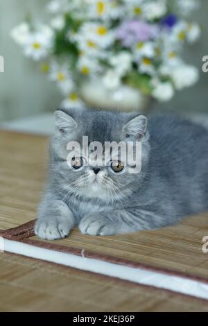 Un beau chaton gris d'une race exotique de shorthair se trouve sur le fond marron de la maison contre le fond d'un bouquet de pâquerettes. Flou Banque D'Images