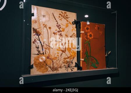 herbarium avec diverses fleurs séchées d'été - divertissement, passe-temps et éducation en botanique Banque D'Images