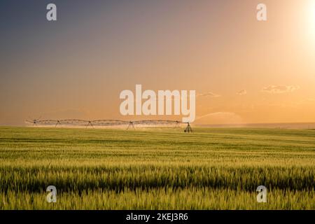 Un système d'irrigation à pivot central qui arrose un champ de blé dans l'est de l'Idaho, aux États-Unis, au coucher du soleil Banque D'Images