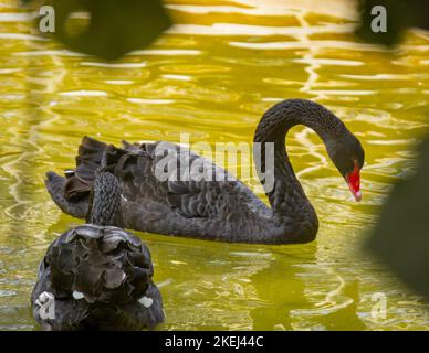 Gros plan pris dans la journée avec mise au point sélective. L'image couvre la vue latérale d'un cygne et la vue arrière de l'autre. Banque D'Images