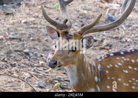 Cerf à cornes (nom scientifique : antilope cervicapra) debout sur le sol de la forêt, en regardant vers le haut. Vue rapprochée avant prise avec le visage et les avertisseurs sonores Banque D'Images