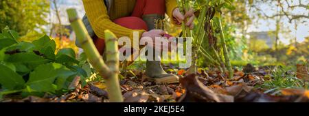 Femme utilisant des sécateurs pour couper le feuillage de la plante dahlia avant de creuser les tubercules pour le stockage d'hiver. Emplois de jardinage d'automne. dahl pour hivernage Banque D'Images