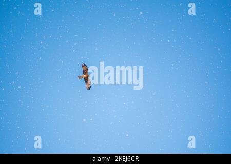 L'oiseau de proie Black Kite volant dans le ciel bleu en hiver neige. Le cerf-volant noir, Milvus migrans, est un oiseau de taille moyenne. Banque D'Images