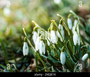 Un gros plan de gouttes de neige communes (Galanthus nivalis) qui se développent au printemps Banque D'Images