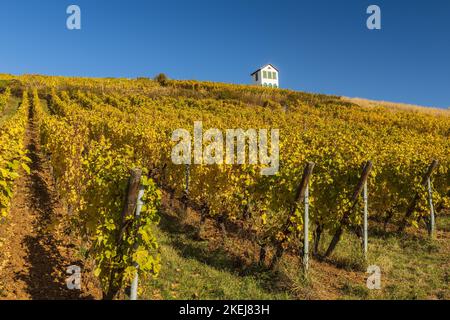 France. Alsace. Haut-Rhin (68) Barr. Le vignoble de Kirchberg Grand cru en automne Banque D'Images