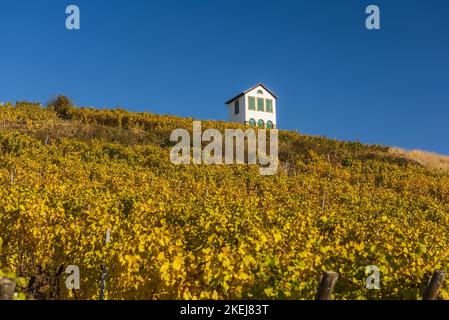 France. Alsace. Haut-Rhin (68) Barr. Le vignoble de Kirchberg Grand cru en automne Banque D'Images