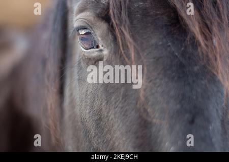 gros plan sur l'œil de cheval brun Banque D'Images