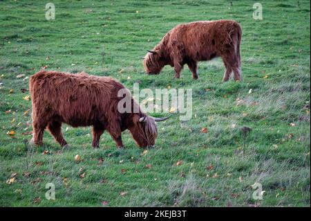 Vaches des Highlands qui broutage dans un champ à l'automne dans les Highlands écossais Banque D'Images