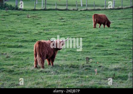 Vaches des Highlands dans un champ à l'automne dans les Highlands écossais Banque D'Images