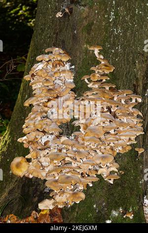 Colonie de champignons sur tronc d'arbre, Allemagne Banque D'Images