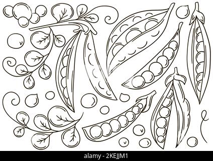 Petits pois. Ensemble d'illustrations vectorielles dessinées à la main. Affiche colorante avec fruits. Collection d'icônes Illustration de Vecteur