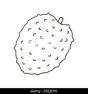 Litchi. Coloriage de style dessiné à la main. Dessins pour enfants, fruits exotiques. Icône, signe, autocollant de symbole de broche Illustration de Vecteur