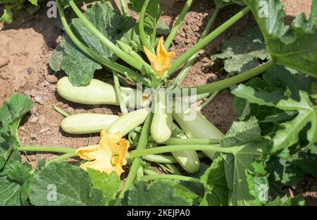 Partie de la plante de courgettes dans un potager - feuilles, tige, fleur, fruit Banque D'Images