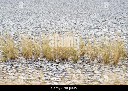 Les buissons d'herbe ont séché sur une terre perchée, la boue d'argile fissurée a séché dans un lac. Parc national d'Etosha, Namibie, Afrique Banque D'Images