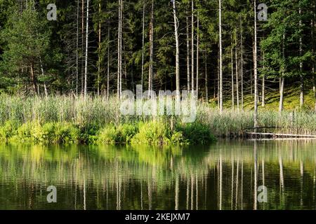 Un petit lac dans une forêt d'épicéa, entouré le long de la rive par des troncs d'arbres séchés. Banque D'Images