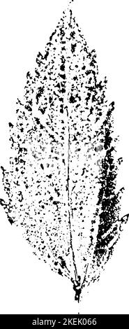 L'encre feuille s'imprime. Herbier d'automne, timbres feuilles d'arbres. Texture grunge. Illustration vectorielle. Noir et blanc. Illustration de Vecteur