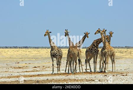 Mémoire de Giraffe debout avec des cols enveninés sur les vastes plaines africaines ouvertes, avec des arbres à l'horizon Banque D'Images