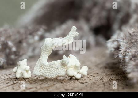 Pierre squelette de corail mort. Blanc mer naturelle corail fossile sur fond de bois Banque D'Images