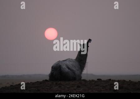 llama vu contre le coucher du soleil dans un ciel fumé à la suite de feux dans le nord de l'argentine Banque D'Images