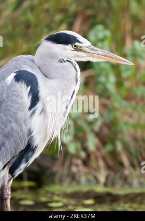 Gros plan d'un héron gris (Ardea cinerea) debout dans un étang, Royaume-Uni. Banque D'Images