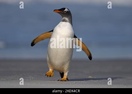 Manchots Papous (Pygoscelis papua) à venir à terre après l'alimentation en mer sur l'île de Sea Lion dans les îles Falkland. Banque D'Images