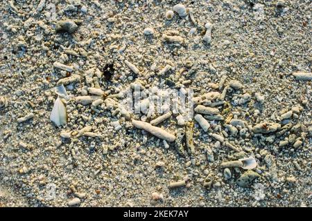 Corail sec mort sur le sable. Banque D'Images