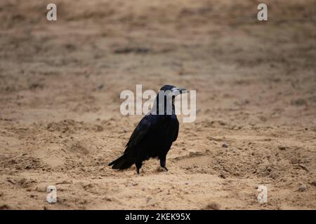 un oiseau noir marche sur le sable, un corbeau sur une promenade Banque D'Images