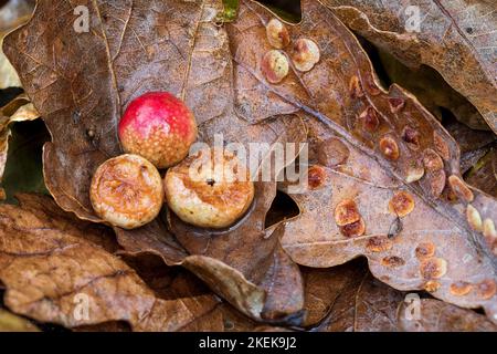 Galettes de cerises; moraillon de cerises; Cynips quercusfolii; une ouverte; automne; ROYAUME-UNI Banque D'Images