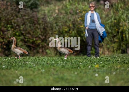 Egyptian Goose; Alopochen aegyptiaca; Royaume-Uni Banque D'Images