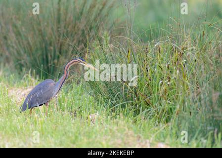 Héron violet Ardea purpurea chasse les proies dans les roseaux en été. France, Europe Banque D'Images