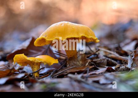 Gros plan d'une paire de champignons Chanterelle poussant à l'état sauvage dans une forêt prise au niveau du sol. Banque D'Images