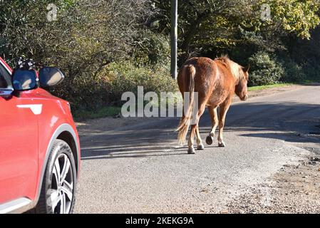 Nouveau poney forestier dans le parc national du même nom marchant tranquillement le long d'une route et tenant le trafic vers le haut. Banque D'Images