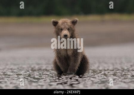 Ours brun cub, ursus arctos, assis sur la plage de sable posant et prenant une pause de clamer. Banque D'Images