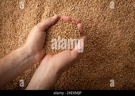 Poignées caucasiennes humaines avec grains de blé sur fond de grain Banque D'Images