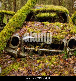 voiture rouillée surcultivée abandonnée dans la forêt Banque D'Images