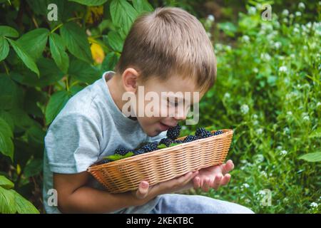 L'enfant tient dans ses mains un bol en bois avec des framboises noires dans le jardin en été. Attention sélective Banque D'Images