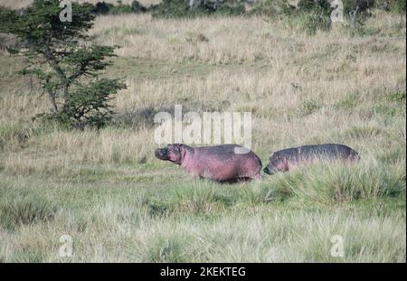 Deux hippopotames (Hippopotamus amphibius) retournent dans l'eau après avoir paître sur la terre Banque D'Images