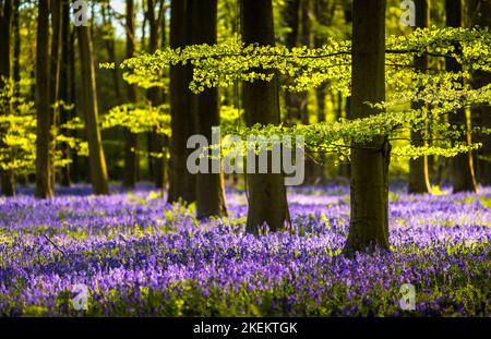 Cloches anglaises dans les bois anciens. King's Wood, Kent Banque D'Images