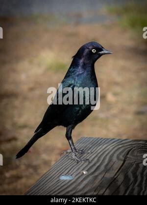 Les hommes adultes du brasseur blackbird ont un plumage noir avec une tête et un cou pourpre irisé et des reflets bleu-vert brillant sur le reste du corps Banque D'Images