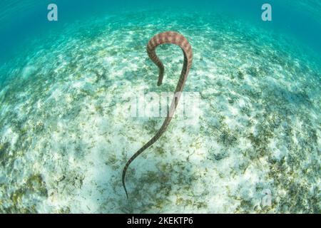 Un serpent de lime marin, Acrochordus granulatus, chasse les petits poissons dans un pré peu profond d'herbes marines dans le parc national de Komodo, en Indonésie. Banque D'Images