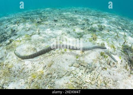 Un serpent de lime marin, Acrochordus granulatus, chasse les petits poissons dans un pré peu profond d'herbes marines dans le parc national de Komodo, en Indonésie. Banque D'Images