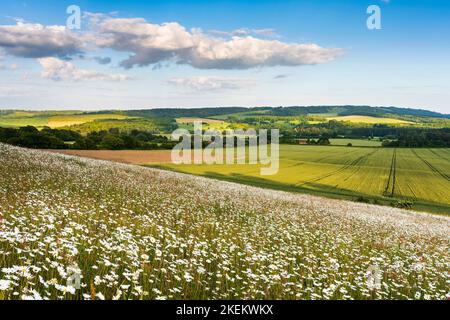 Les pâquerettes d'Oxeye grandissent dans l'AONB de Kent Downs près d'Ashford Banque D'Images