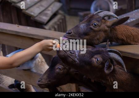 le garçon nourrit les animaux dans le zoo. foyer sélectif Banque D'Images