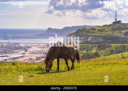 Poney sauvage sur les falaises blanches de Douvres avec le port en arrière-plan Banque D'Images