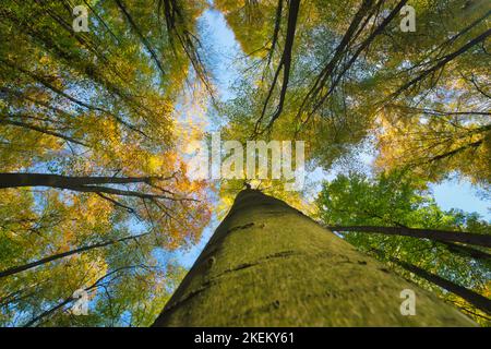 Chute automne treetops vue vers le haut de la base Banque D'Images