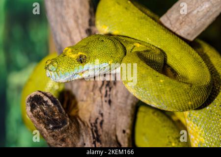 Python d'arbre vert (Morelia viridis) captif. Originaire d'Australie, d'Indonésie, de Nouvelle-Guinée, Reptilia reptile Zoo, Vaughan, Ontario, Canada Banque D'Images