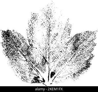 L'encre feuille s'imprime. Herbier d'automne, timbres feuilles d'arbres. Texture grunge. Illustration vectorielle. Noir et blanc. Illustration de Vecteur