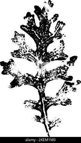 L'encre feuille s'imprime. Herbier d'automne, timbres feuilles d'arbres. Texture grunge. Illustration vectorielle. Noir et blanc. Illustration de Vecteur