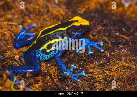 Dendrobates tinctorius 'cobalt', captive élevée, Understory Enterprises, Native to: Suriname Banque D'Images