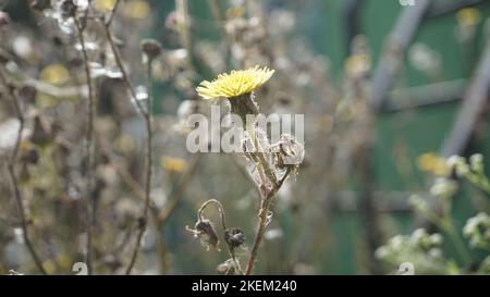 Sonchus asper aussi connu sous le nom de Spity sowchardon, chardon à lait brut etc. Belle fleur jaune de plante sauvage avec fond naturel. Banque D'Images